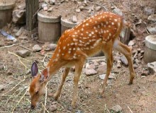 成年母鹿的饲养管理技术